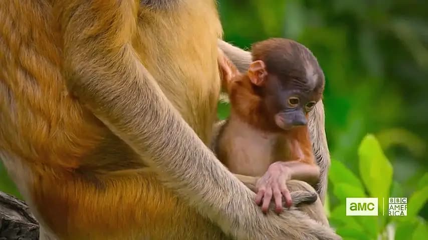 Trailer—Eden: Untamed Planet