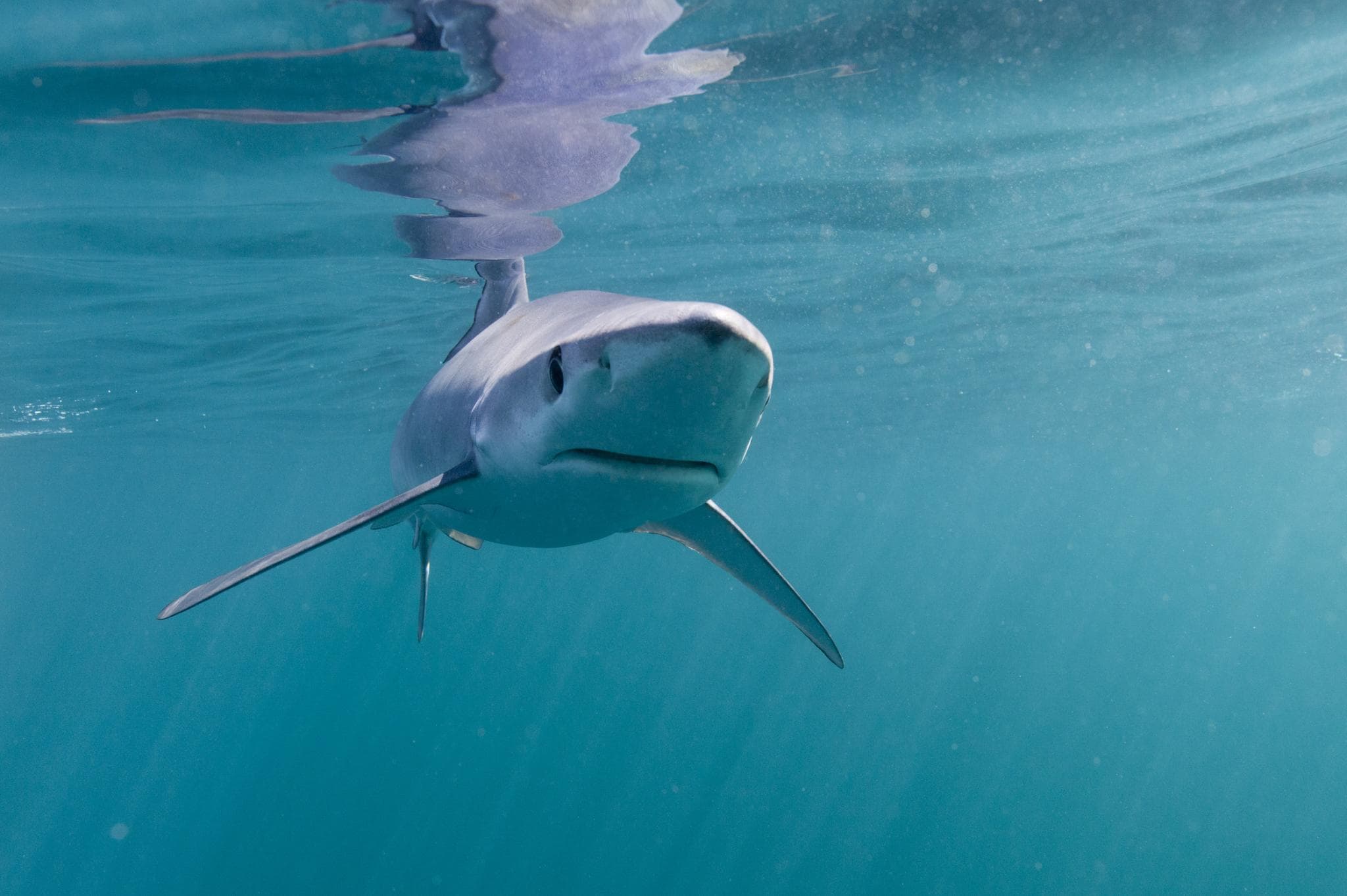 David Attenborough does it again...