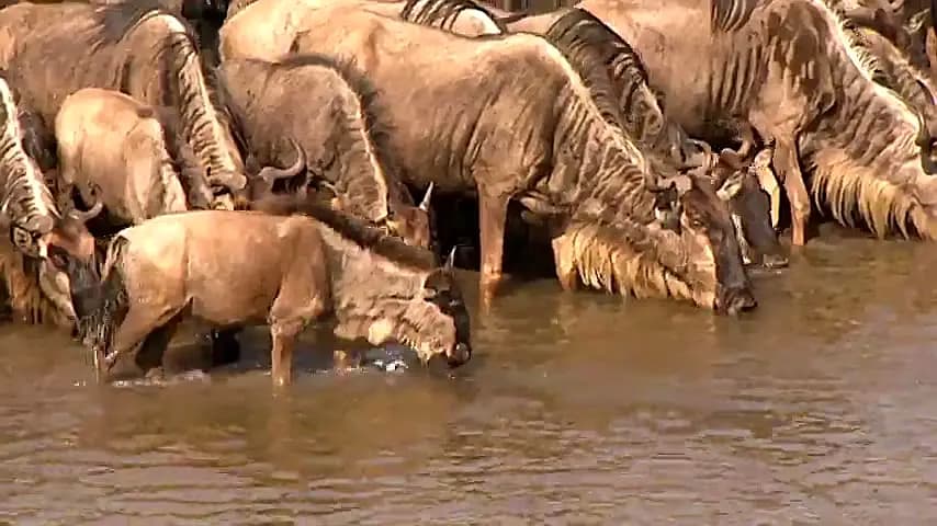 Trailer—Africa's Deadliest