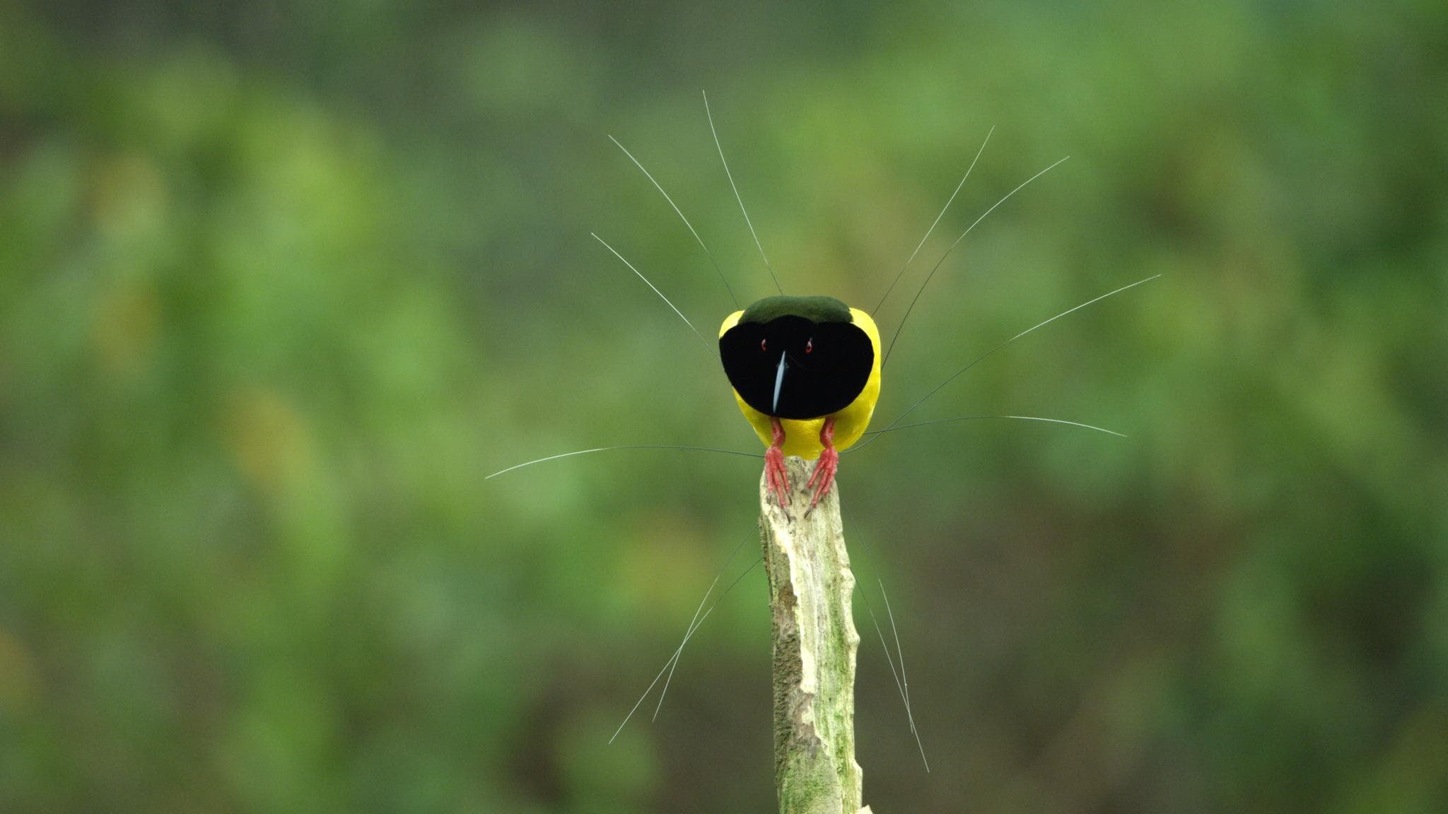 Beatuiful cinematography, questionable narrative